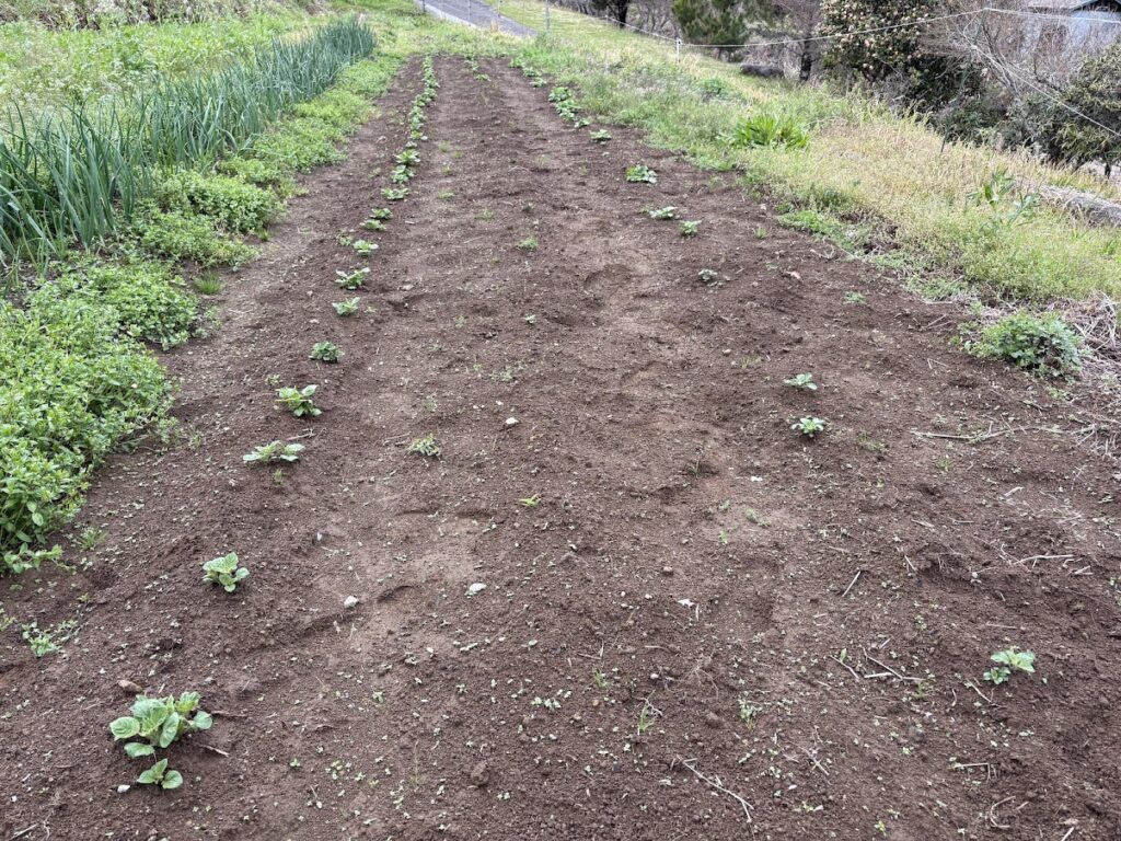 IMG_6811-1024x768 雨に打たれ桜散る