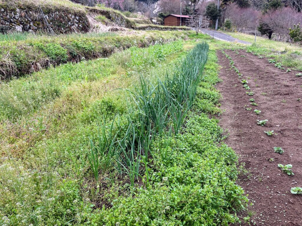 IMG_6812-1024x768 雨に打たれ桜散る