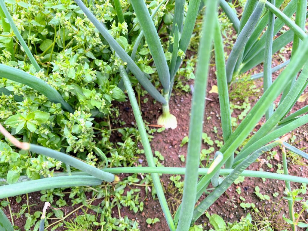 IMG_6813-1024x768 雨に打たれ桜散る