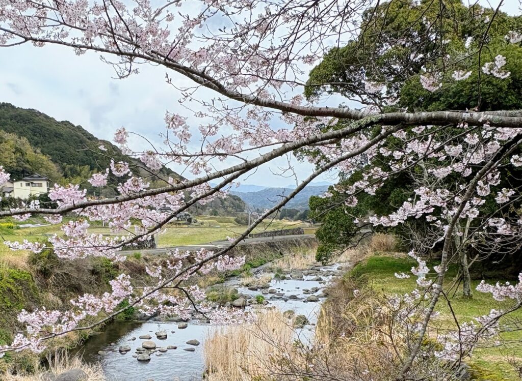 IMG_6816-1024x749 雨に打たれ桜散る