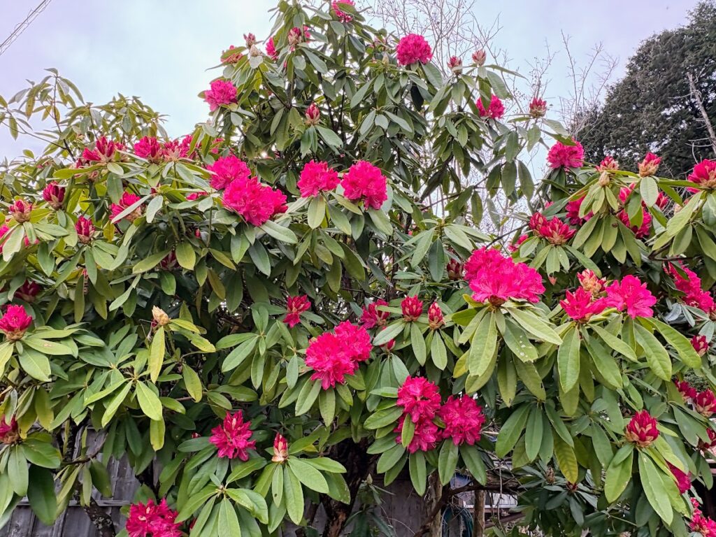 IMG_6817-1024x768 雨に打たれ桜散る