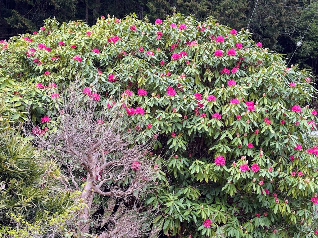 IMG_6819-1024x768 雨に打たれ桜散る