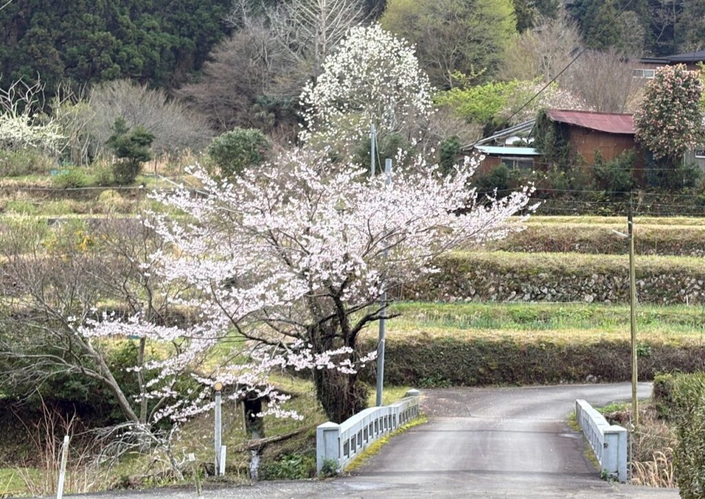 IMG_6820-1024x725 雨に打たれ桜散る