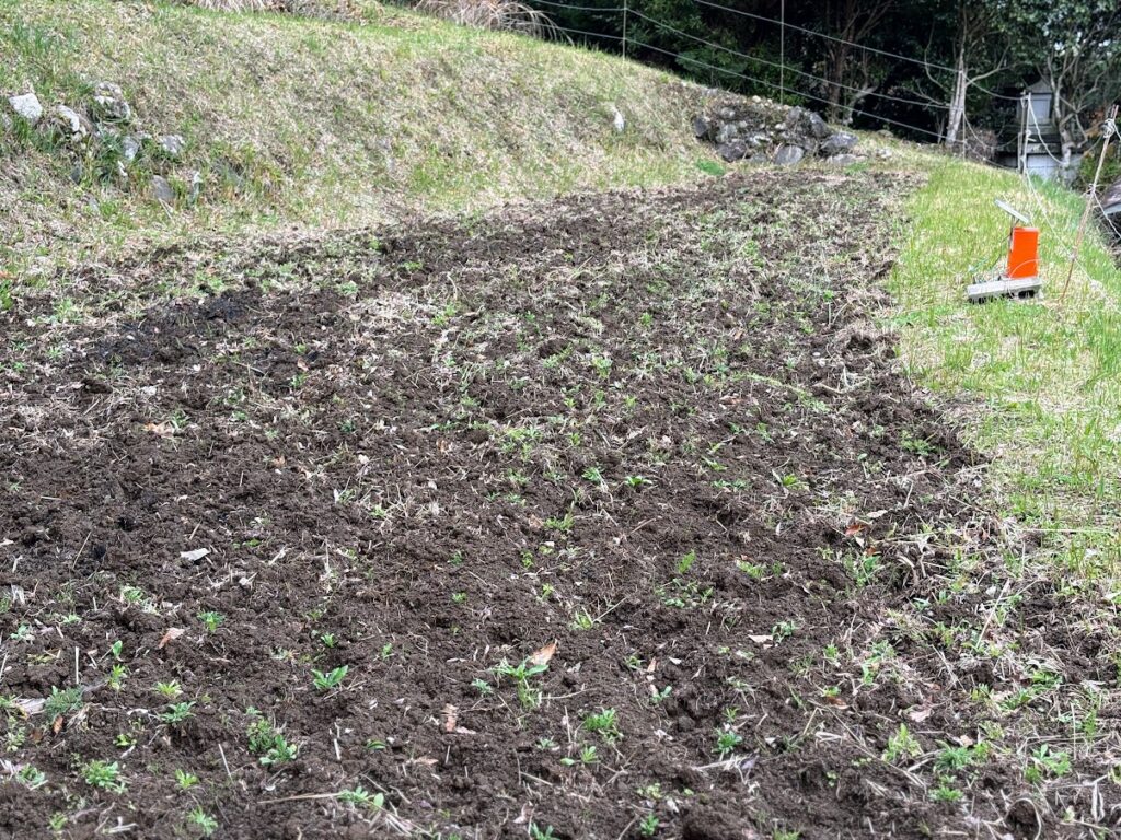 IMG_6821-1024x768 雨に打たれ桜散る