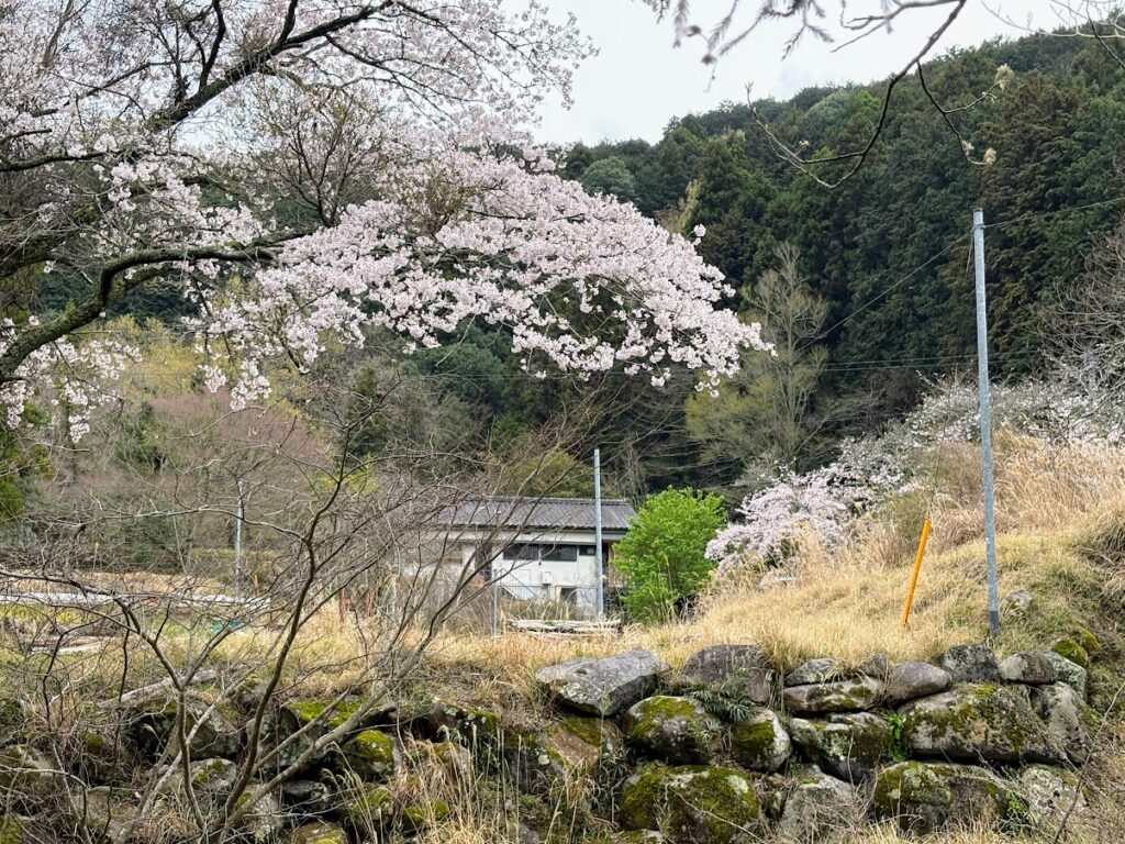 IMG_6824-1024x768 雨に打たれ桜散る
