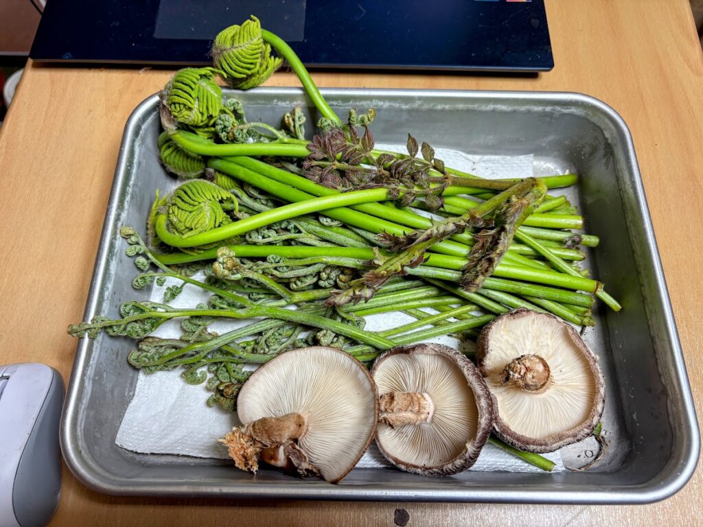 IMG_6827-EDIT-1024x768 雨に打たれ桜散る