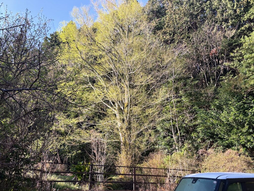 IMG_6844-1024x768 もう、４月だね