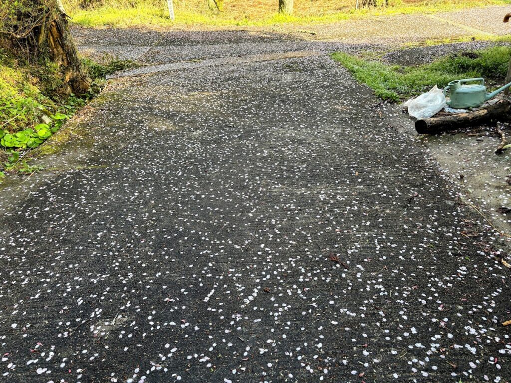 IMG_6847-EDIT-1024x768 もう、４月だね