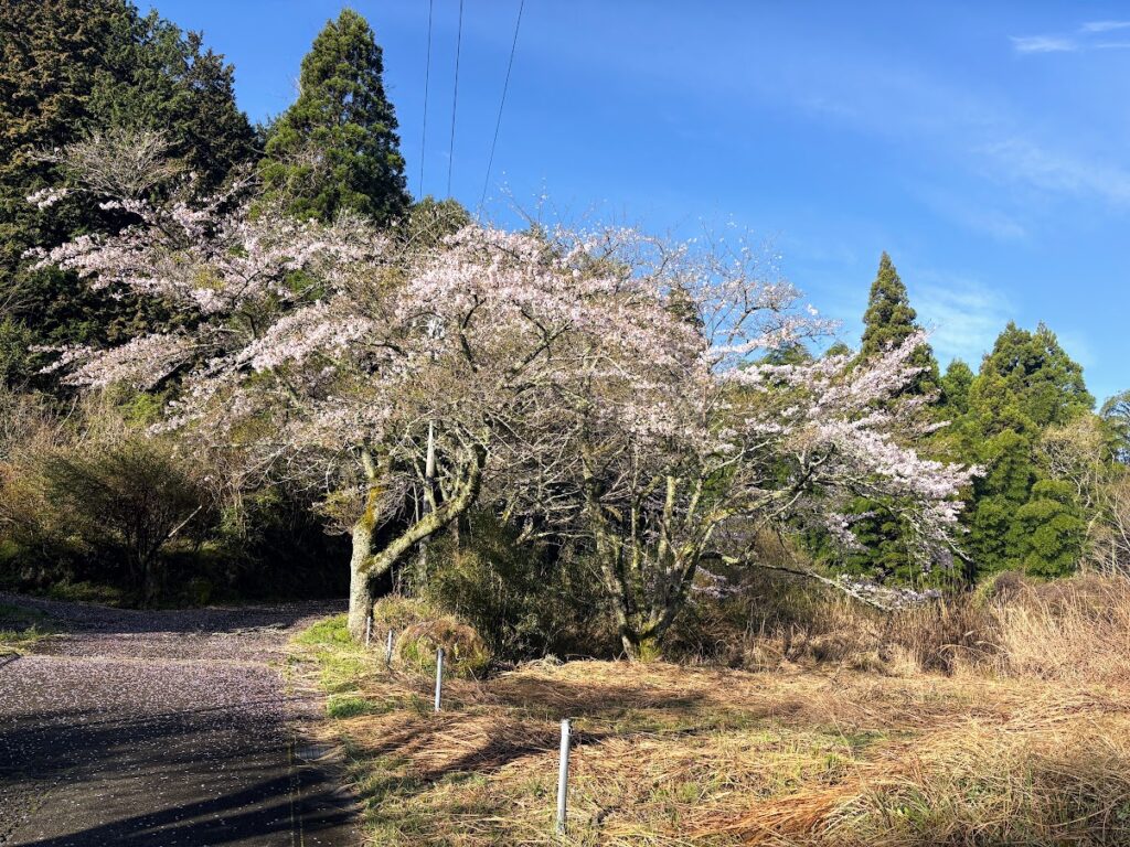 IMG_6850-1024x768 もう、４月だね