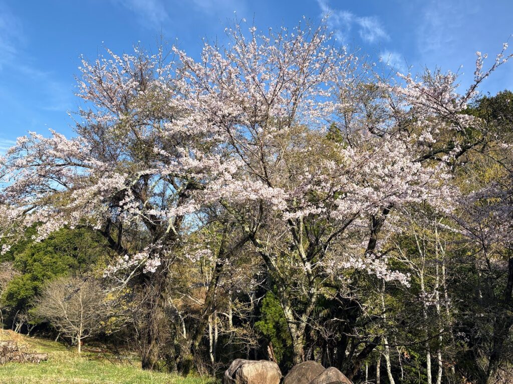 IMG_6851-1024x768 もう、４月だね