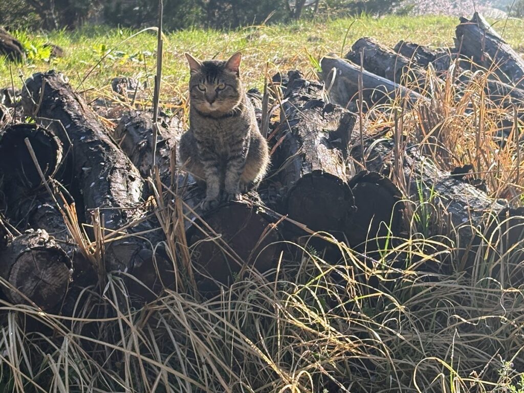 IMG_6857-1024x768 もう、４月だね