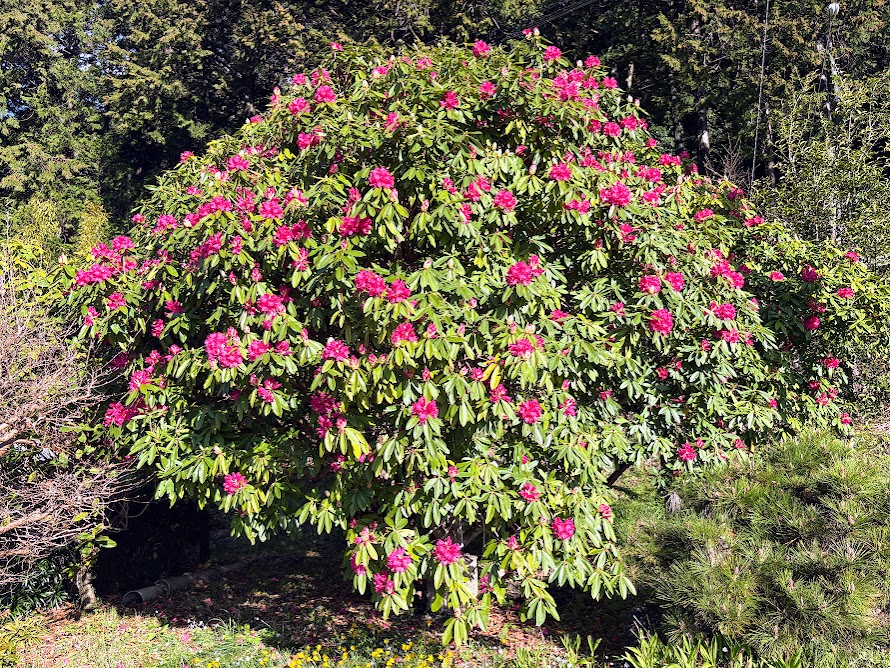 IMG_6866 もう、４月だね