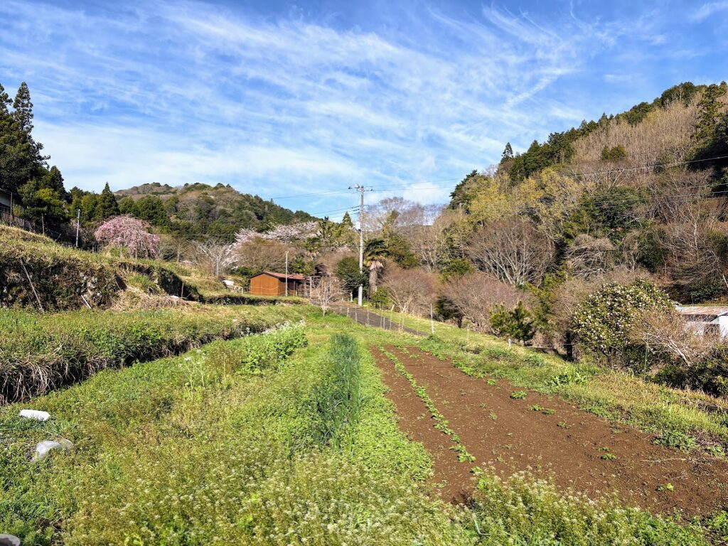 IMG_6872-1024x768 もう、４月だね