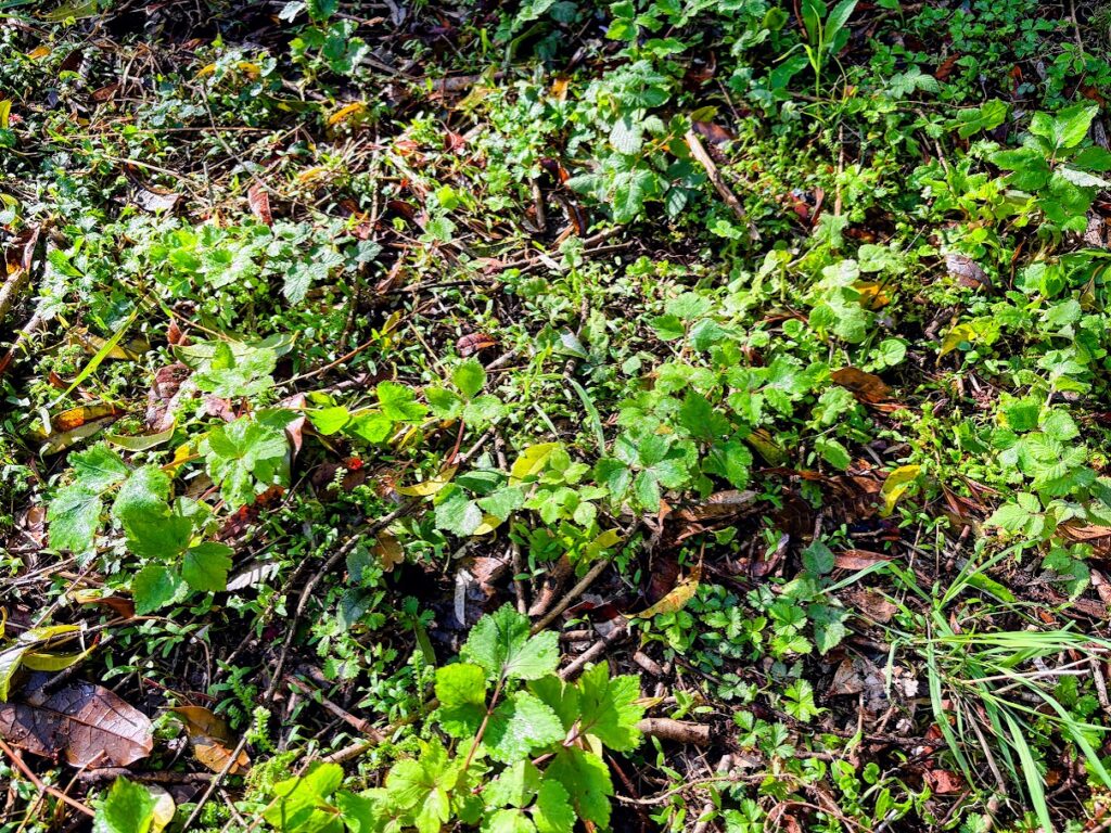 IMG_6874-EDIT-1024x768 もう、４月だね