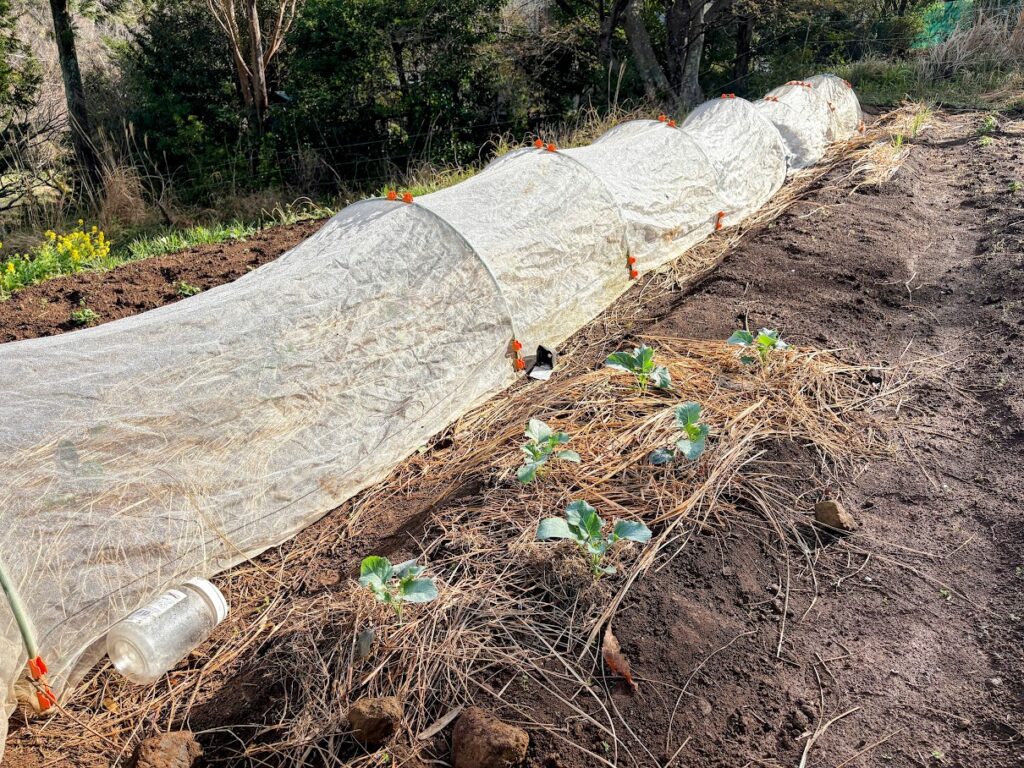 IMG_6876-EDIT-1024x768 もう、４月だね