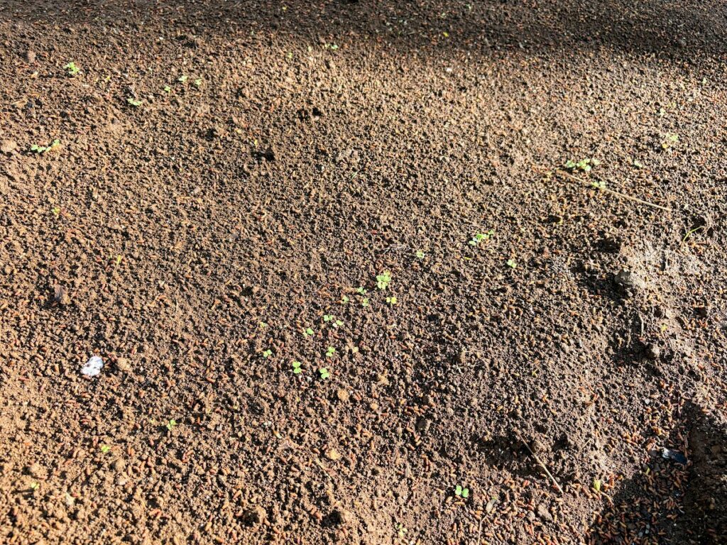 IMG_6880-EDIT-1024x768 もう、４月だね