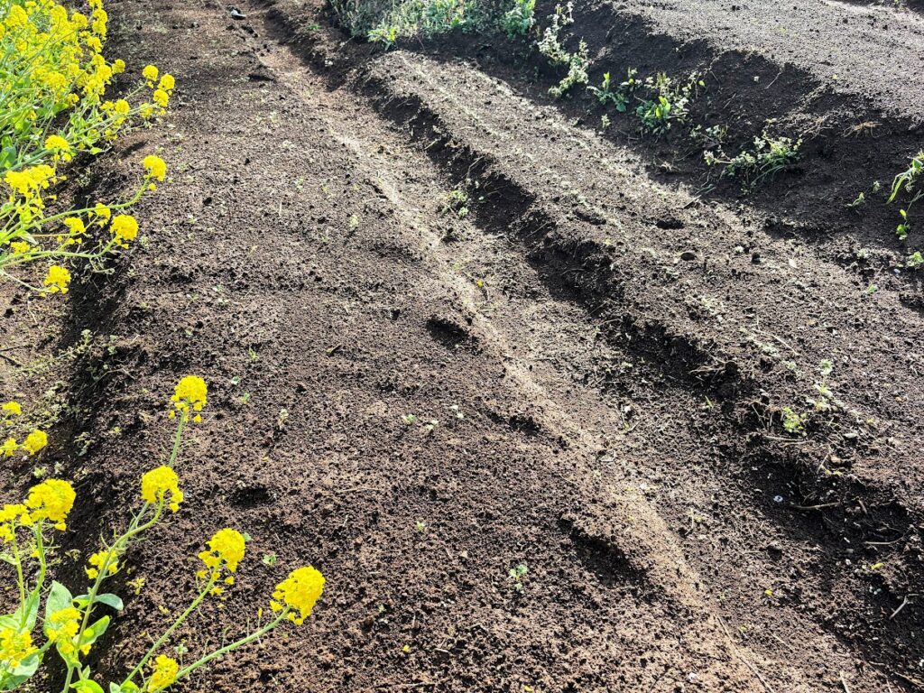 IMG_6881-EDIT-1024x768 もう、４月だね