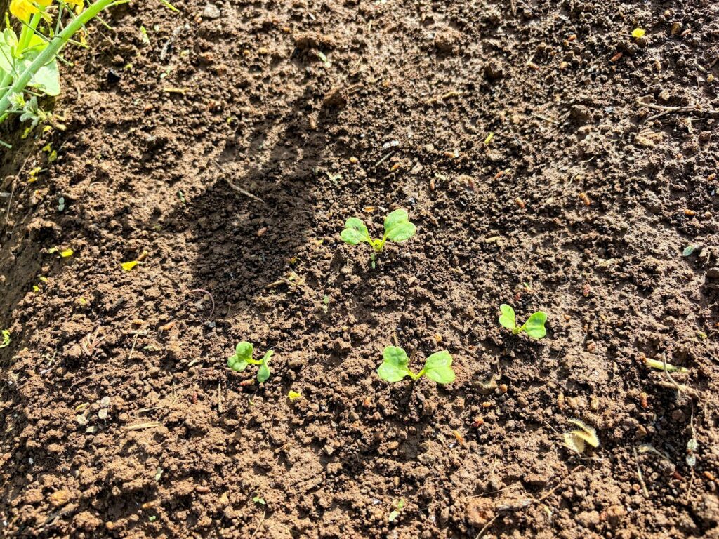 IMG_6882-EDIT-1024x768 もう、４月だね