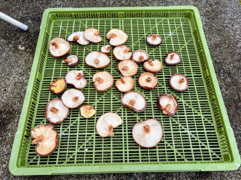 IMG_6885-EDIT-1024x768 もう、４月だね