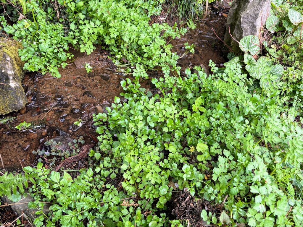 IMG_6886-1024x768 もう、４月だね