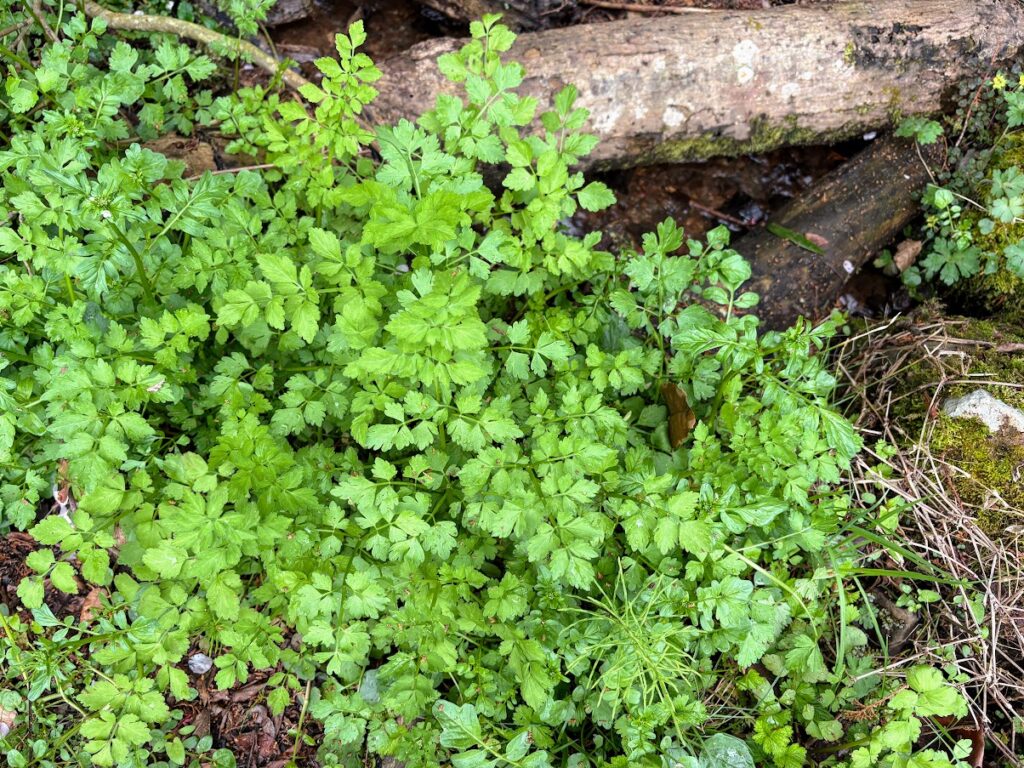 IMG_6887-1024x768 もう、４月だね