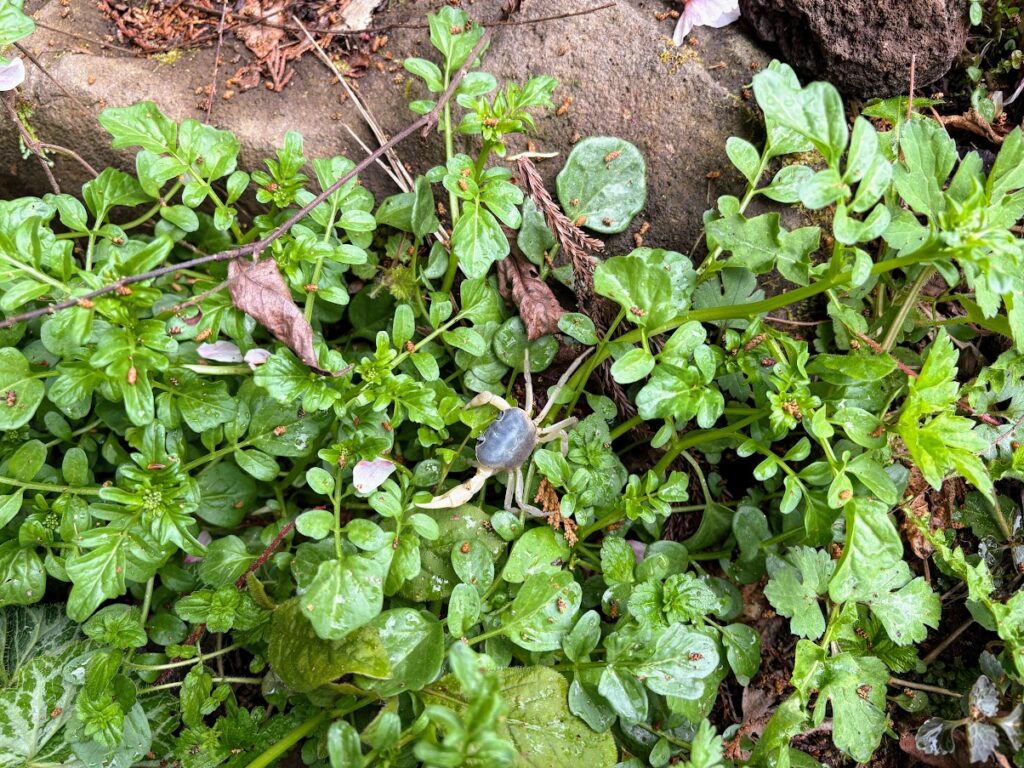 IMG_6888-1024x768 もう、４月だね