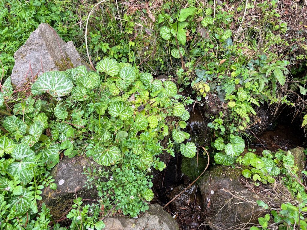 IMG_6890-1024x768 もう、４月だね