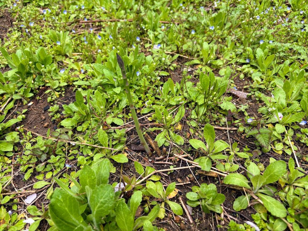 IMG_6893-1024x768 もう、４月だね