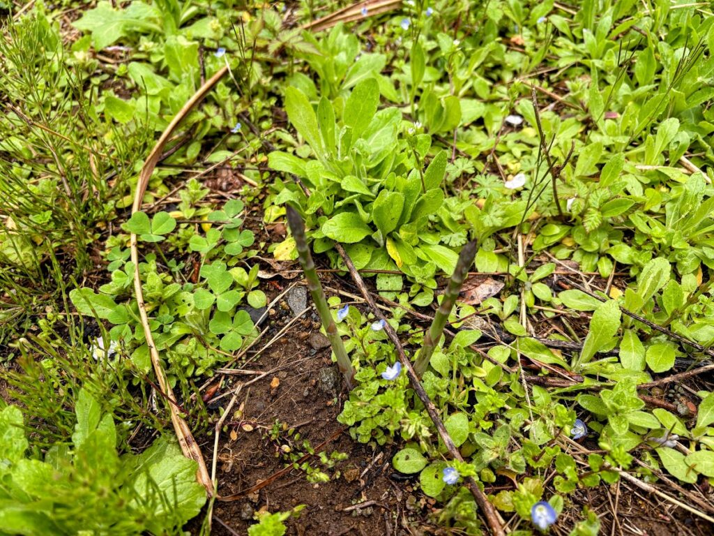 IMG_6894-EDIT-1024x768 もう、４月だね