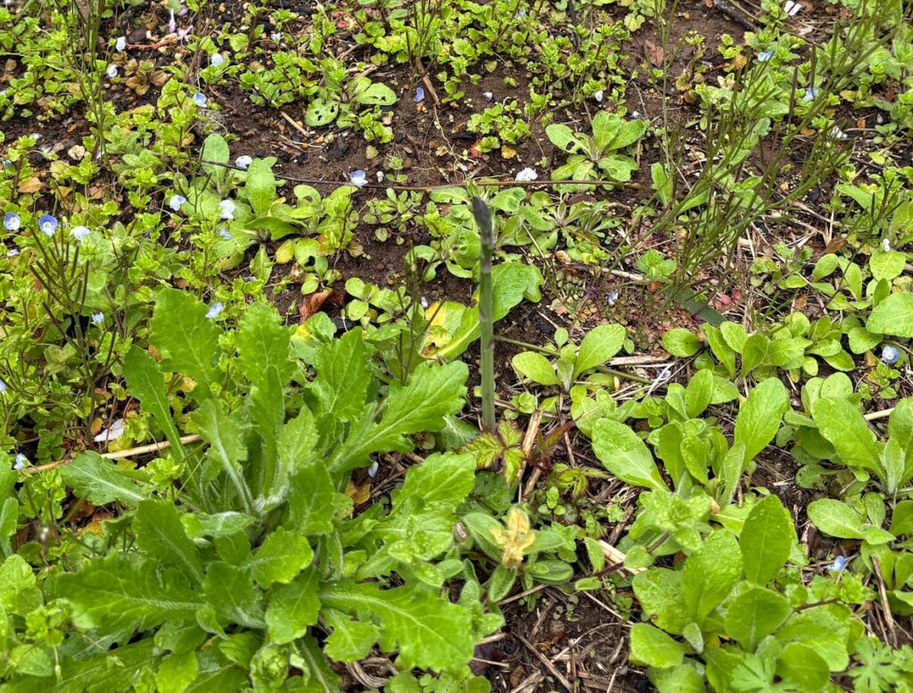 IMG_6896-1024x778 もう、４月だね