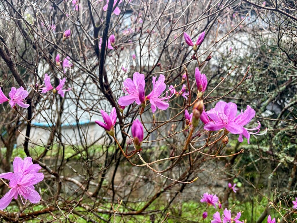 IMG_6899-EDIT-1024x768 もう、４月だね