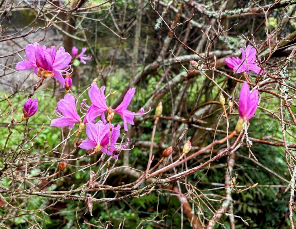 IMG_6900-EDIT-1024x794 もう、４月だね