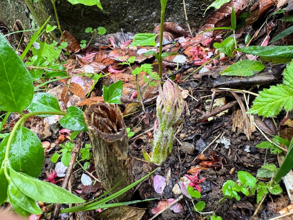 IMG_6901-1024x768 もう、４月だね