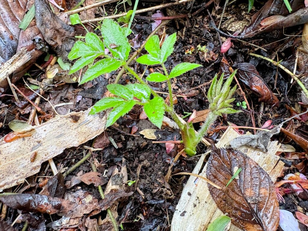 IMG_6903-EDIT-1024x768 もう、４月だね