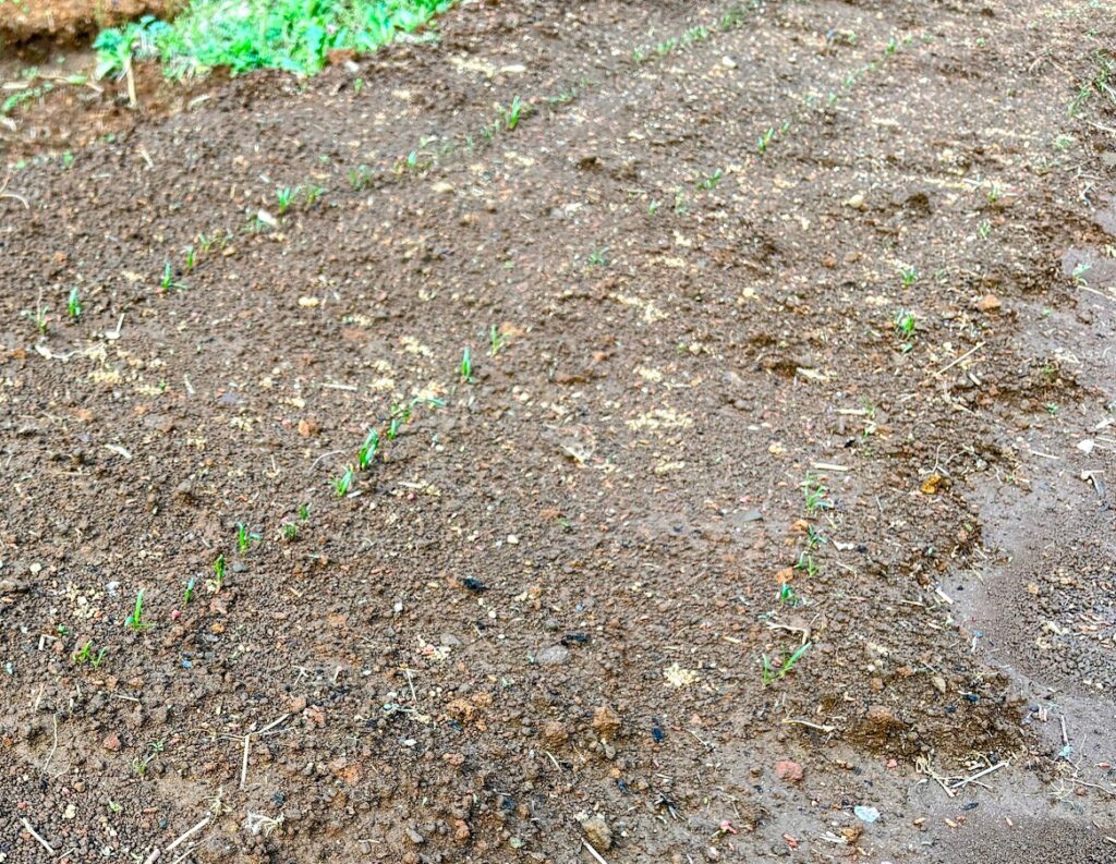 IMG_6910-EDIT-1024x793 夏野菜の栽培戦略