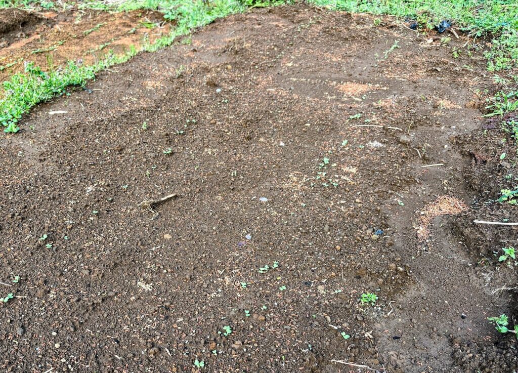 IMG_6911-EDIT-1024x737 夏野菜の栽培戦略