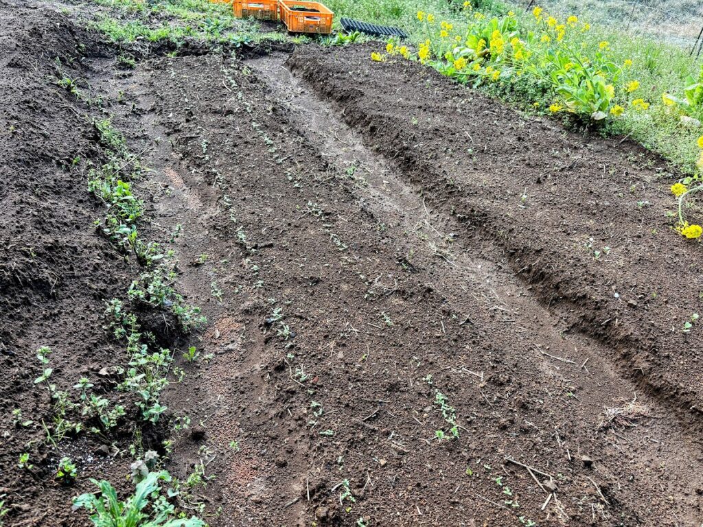 IMG_6912-EDIT-1024x768 夏野菜の栽培戦略