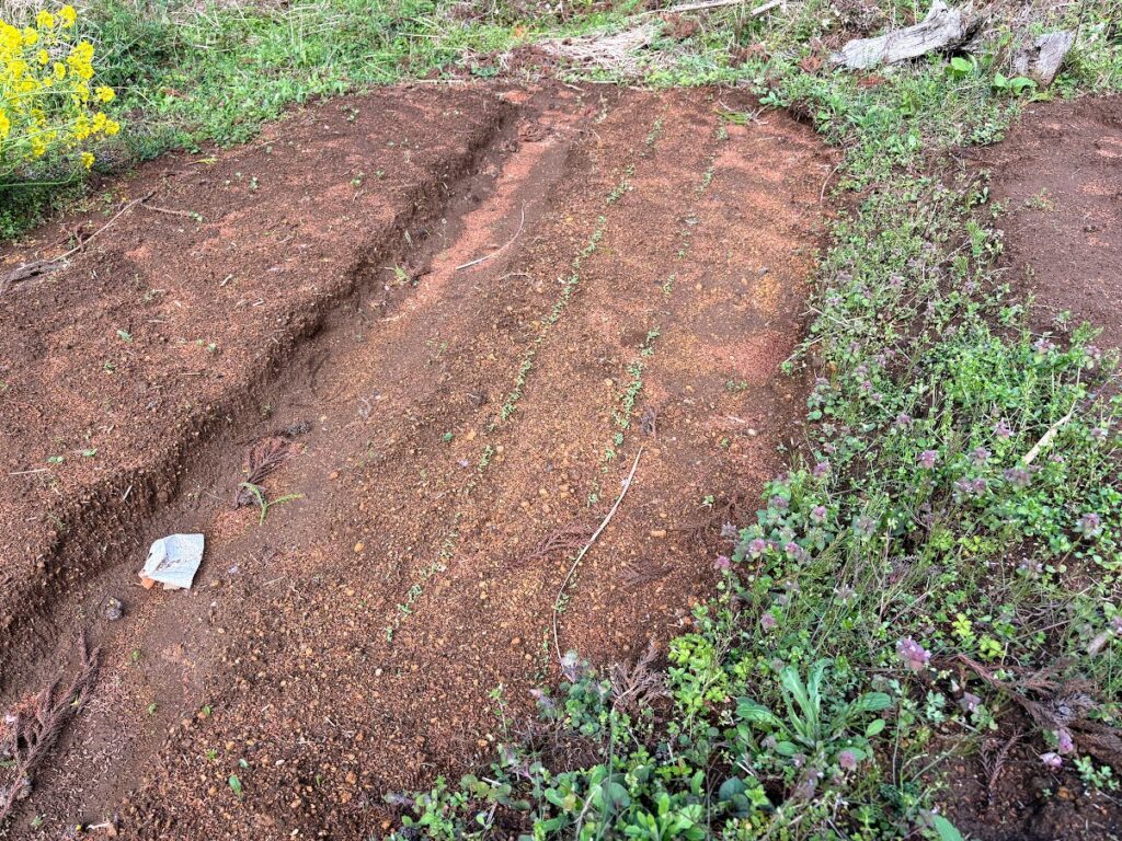 IMG_6913-1024x768 夏野菜の栽培戦略