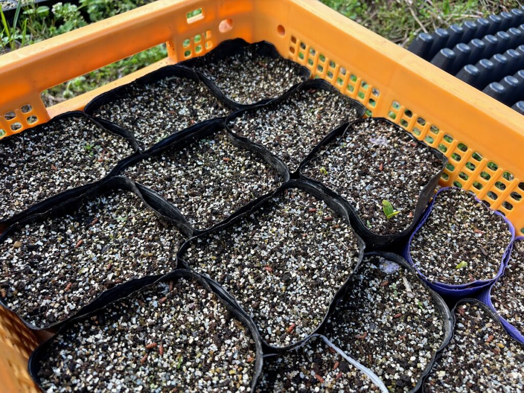 IMG_6914-1024x768 夏野菜の栽培戦略