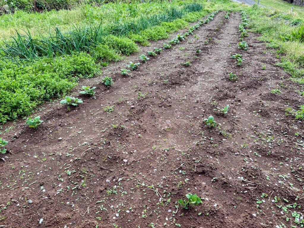 IMG_6915-EDIT-1024x768 夏野菜の栽培戦略