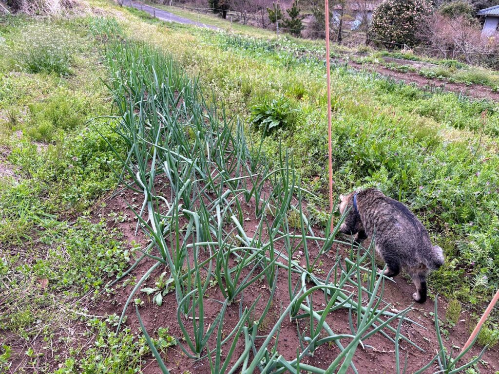 IMG_6917-1024x768 夏野菜の栽培戦略