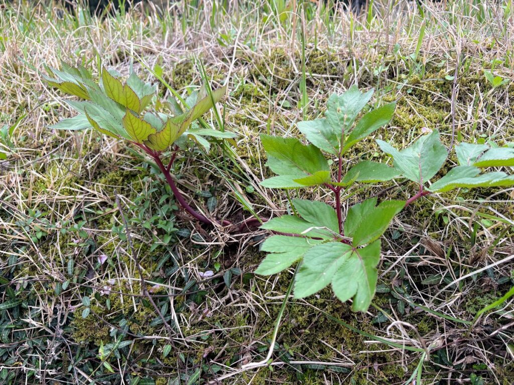 IMG_6964-1024x768 草刈りデー