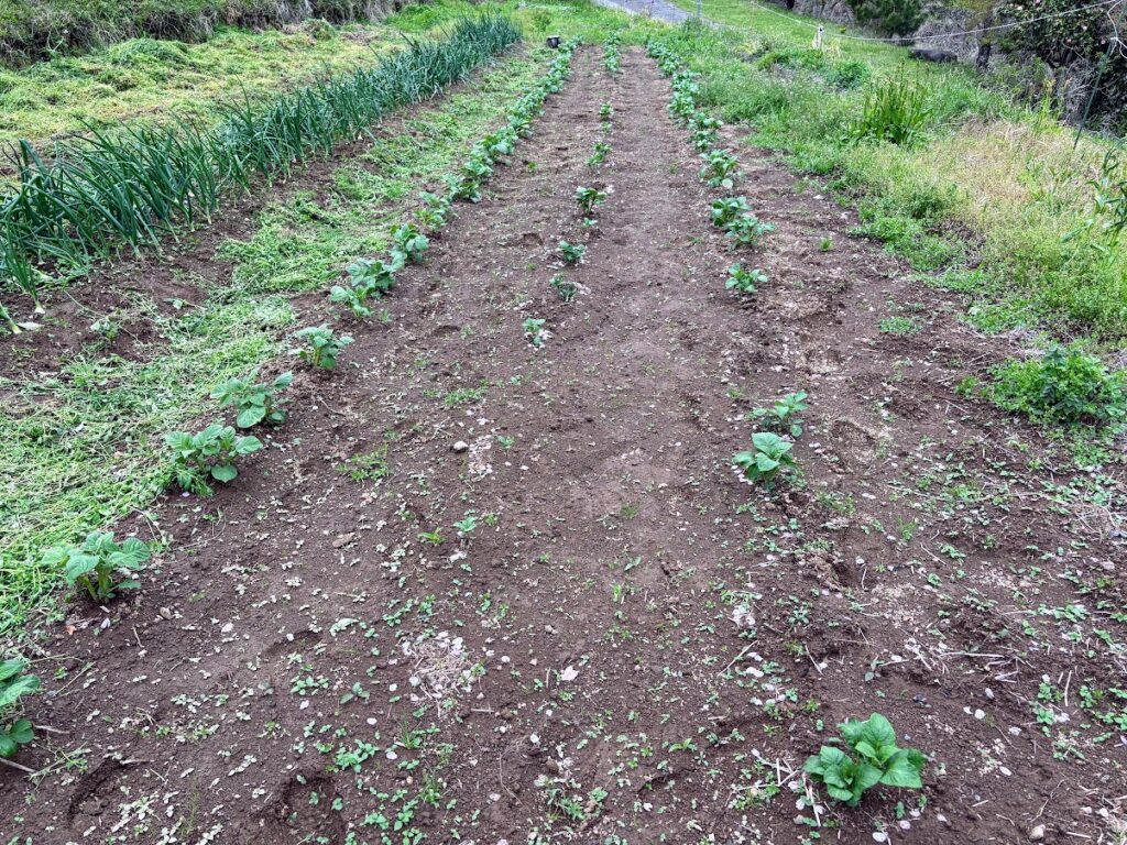 IMG_6967-1024x768 草刈りデー