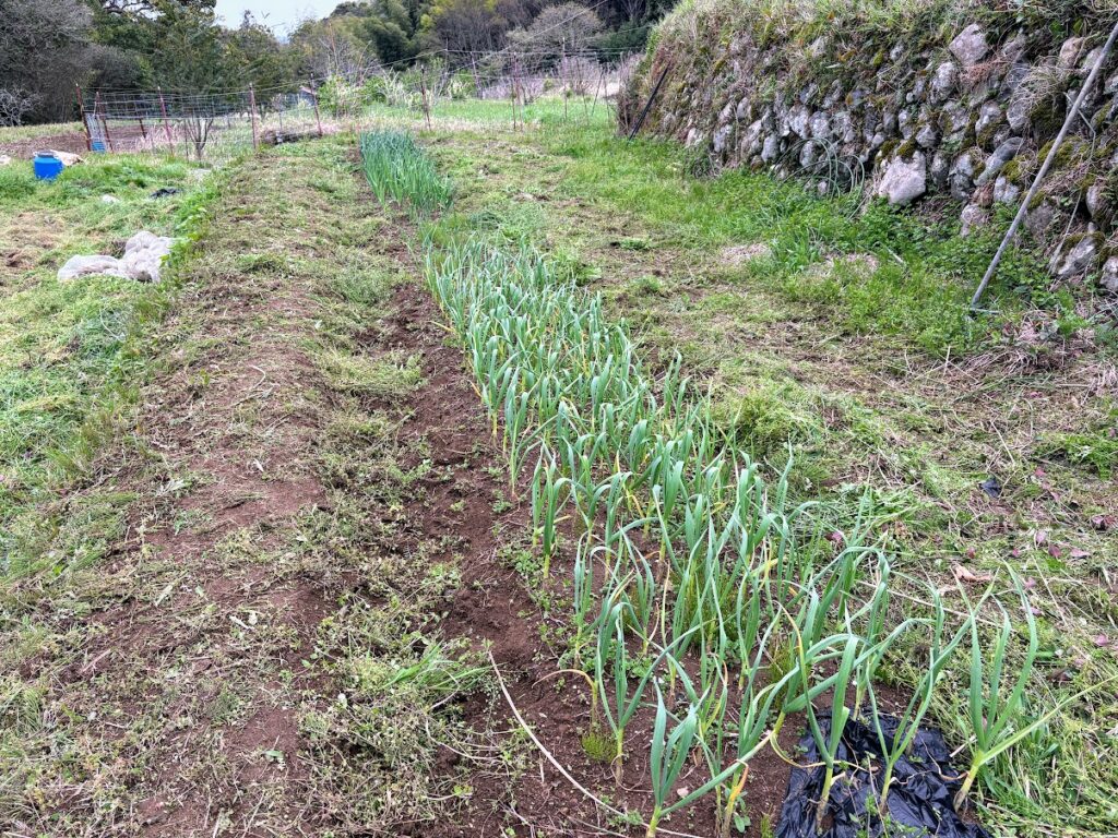 IMG_6970-1024x768 草刈りデー