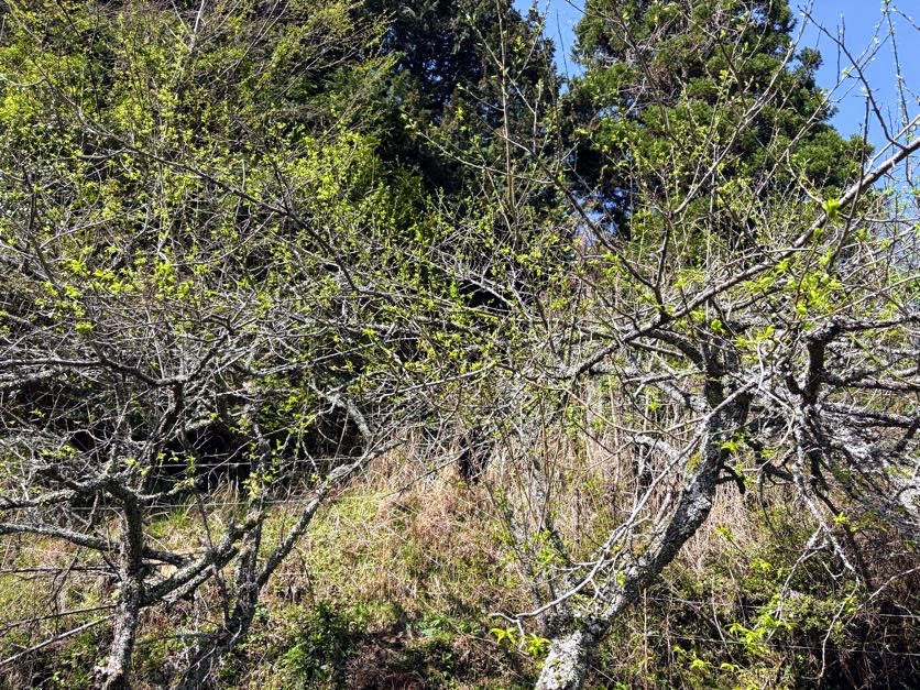 IMG_6974 あらたふと青葉若葉の日の光（芭蕉）