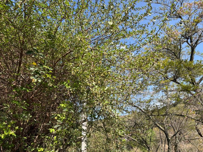 IMG_6975 あらたふと青葉若葉の日の光（芭蕉）