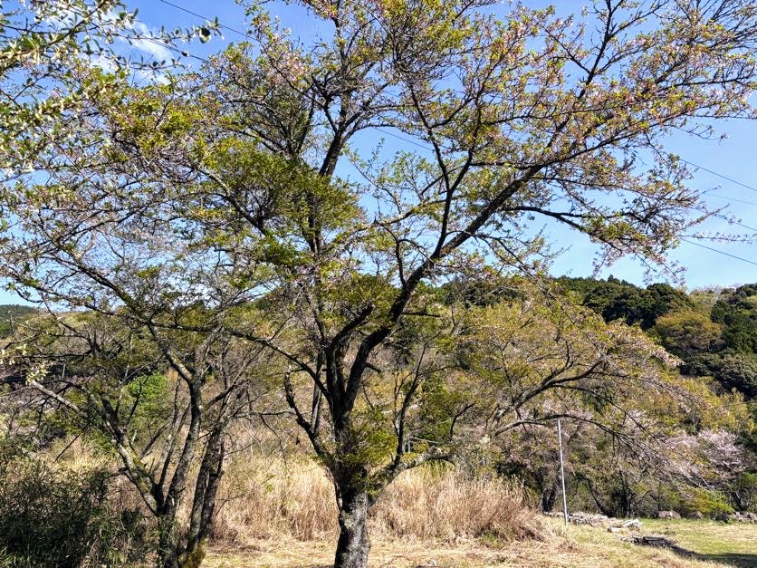 IMG_6976 あらたふと青葉若葉の日の光（芭蕉）