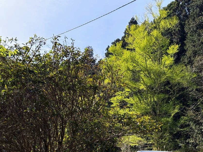 IMG_6977 あらたふと青葉若葉の日の光（芭蕉）