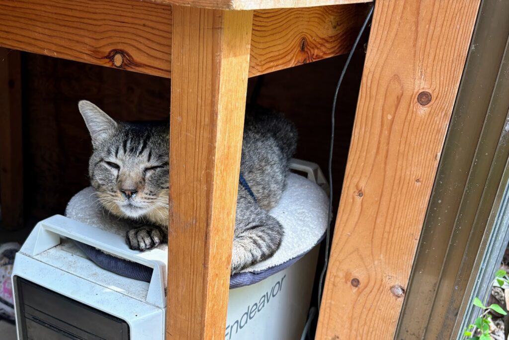 IMG_6981-2-1024x684 あらたふと青葉若葉の日の光（芭蕉）