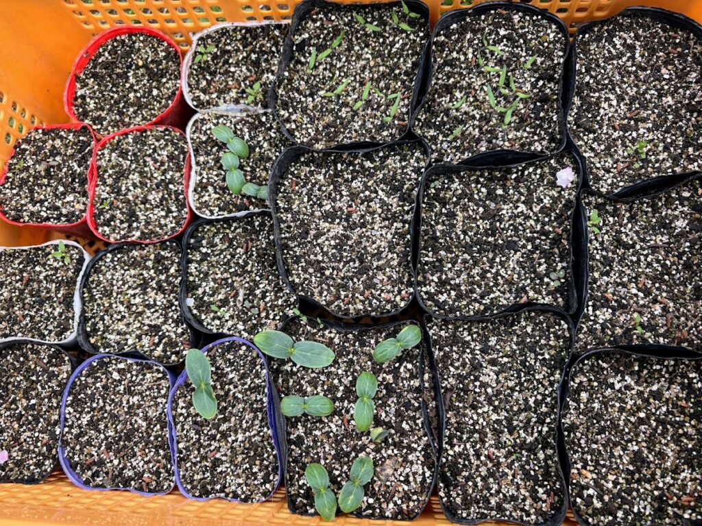 IMG_6984-1024x768 あらたふと青葉若葉の日の光（芭蕉）